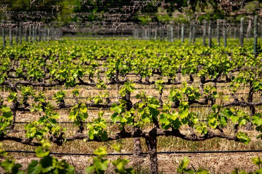 Rows of green vines growing on terraced ground.
